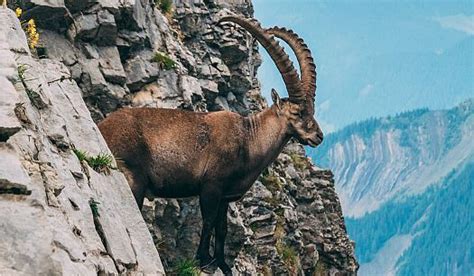 Animals Found in Switzerland | Animals, Large animals, Extinct animals