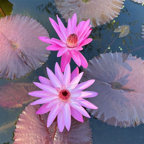 Tropical Water Lily: Maroon Beauty - Store - Golden Pond Water Plants