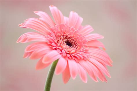 Seize Good Feelings Flowers Soft Pink Pastel Gerbera - Soft Pink Pink Gerbera (#1390963) - HD ...