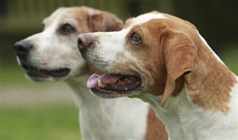 20 Amazing Dog Breeds from England