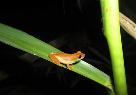 Even more amphibians are endangered than we thought