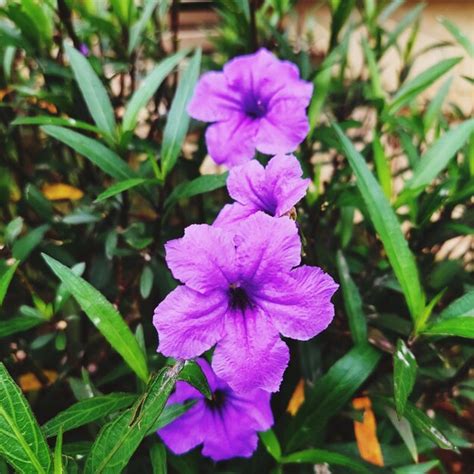 Premium Photo | Ruellia simplex