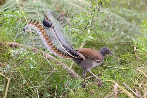 The Lyrebirds - Ornithology