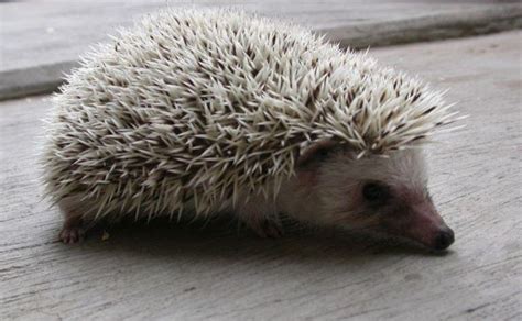 Landak Mini (hedgehog):Hewan Peliharaan