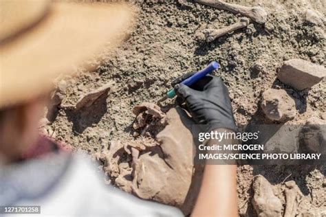 283 Digging Grave History Stock Photos, High-Res Pictures, and Images - Getty Images