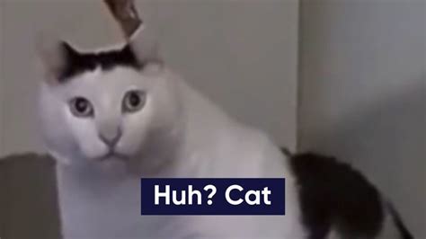 Who Is The 'Huh Cat?' The Meme And Viral TikTok Video Of A Confused Cat ...