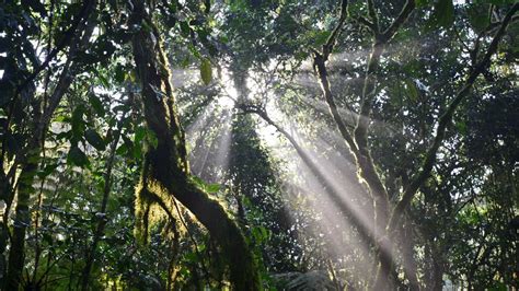 Bwindi impenetrable national park – Lakato Safaris