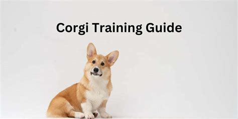 Corgi Training Guide: How To Train Your Corgi