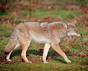 Wildlife of Cuyahoga Valley National Park (Mammals) - Avian Report