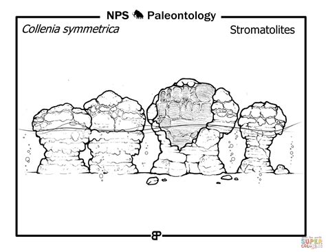 Precambrian Stromatolites (Collenia Symmetrica) coloring page | Free Printable Coloring Pages