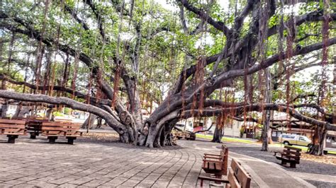 What is Special About the Banyan Tree in Lahaina Maui? How Old is the Banyan Tree in Maui ...