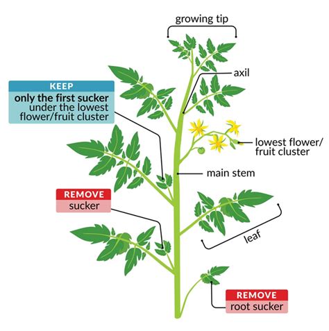 Tomato Pruning – Wisconsin Horticulture