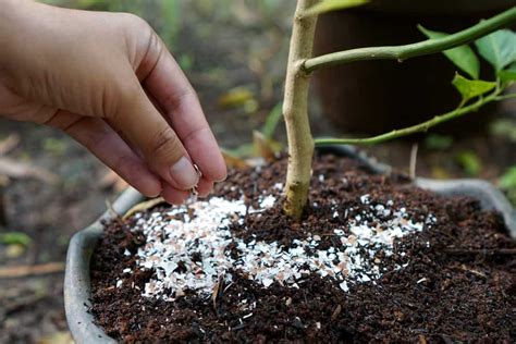 Using Eggshells for Tomato Plants - Myth or Magic? - Tomato Bible