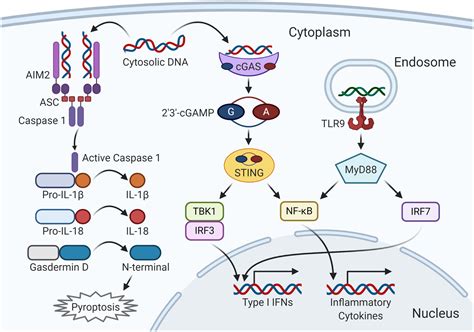 The cGAS‐STING pathway: The role of self‐DNA sensing in inflammatory ...