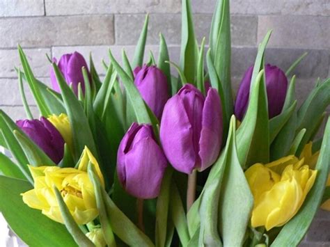 Free picture: purple, yellow, tulips