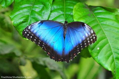 Blue Morpho Butterfly Habitat Map