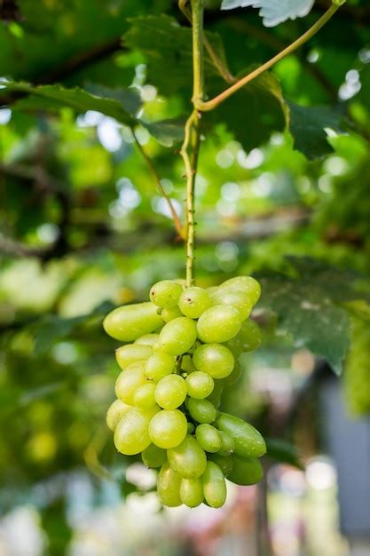 Premium Photo | Vine grapes at harvest