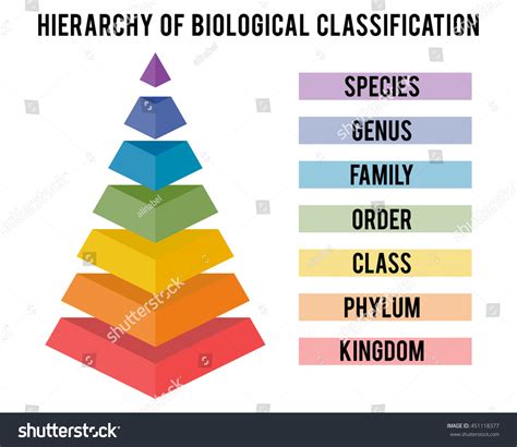 Hierarchy Biological Classification Major Taxonomic Ranks Stock Vector 451118377 - Shutterstock