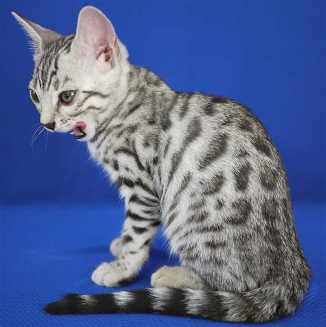 Bengal Cats | Cute Cats