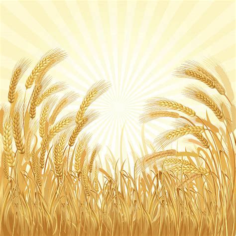 4,000+ Wheat Straw Stock Illustrations, Royalty-Free Vector Graphics ...