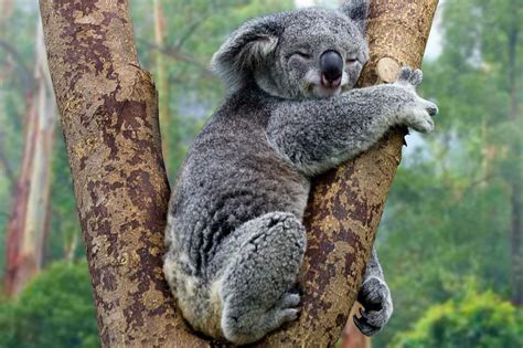 Donate - Australian Koala Foundation