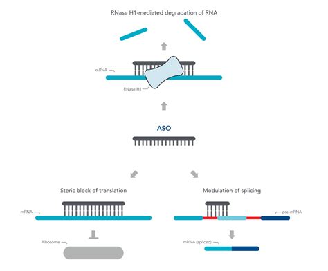 Antisense oligos