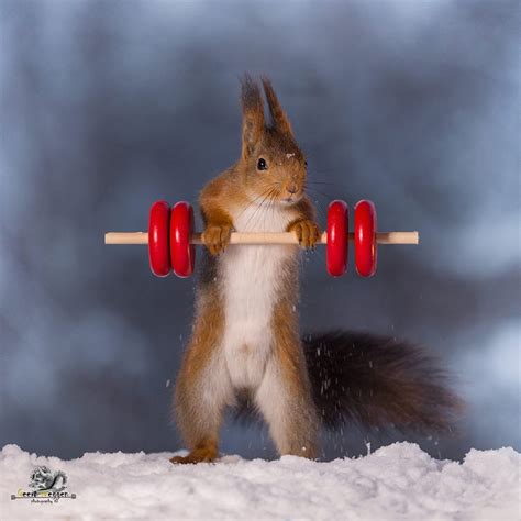 20 Beautiful Photographs Of Squirrels That Will Make You Smile | Squirrel, Squirrel pictures ...