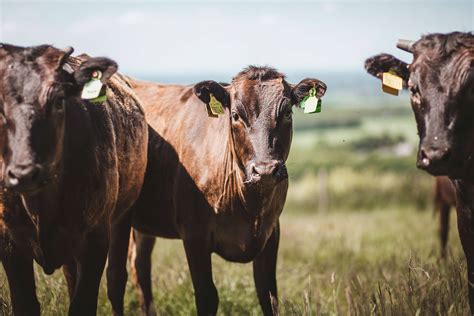 Buy Wagyu Beef Online with Next Day Dispatch Available (Tue - Sat) | Warrendale Wagyu