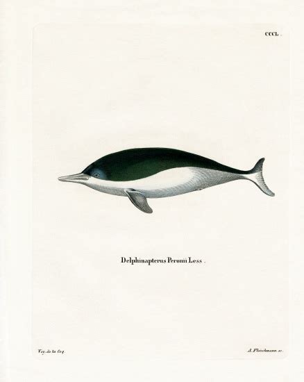 Mealy-mouthed Porpoise - German School, (19th century) als Kunstdruck oder Gemälde.