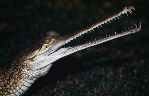 Gharials under grave threat | WWF