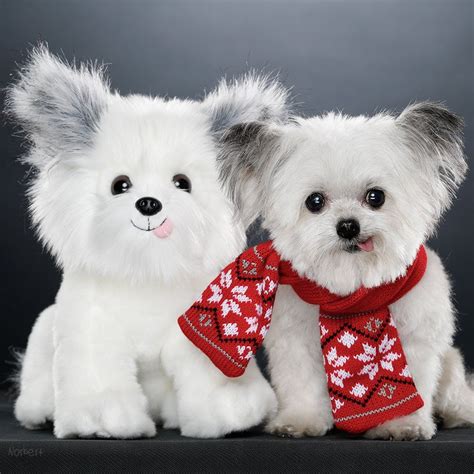 NORBERT (@NorbertDog) | Twitter | Cute dogs, Cute animal photos, Pet scarf