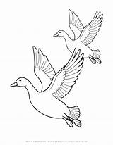 Stunning Coloring Page Featuring Two Flying Geese To Unwind And Inspire  sketch template