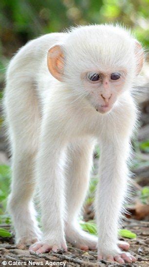 He looks unusual but he's all white! Albino monkey wrestles its friend ...