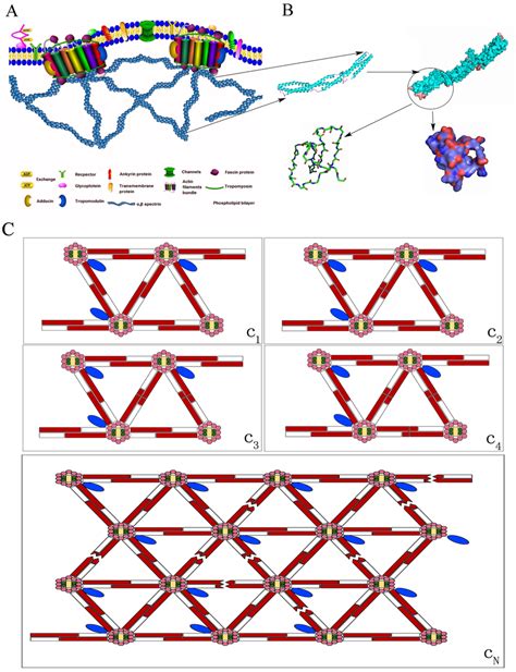 This picture shown the assembly structure of the scaffold protein ...