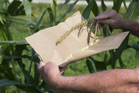 Hand pollinating Dan's blue-blond sweet corn - Guest blog by PFI member ...