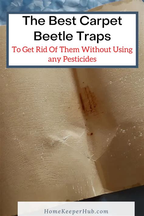 Carpet Beetle Traps To Get Rid Of Them Without Pesticides – Home Keeper Hub