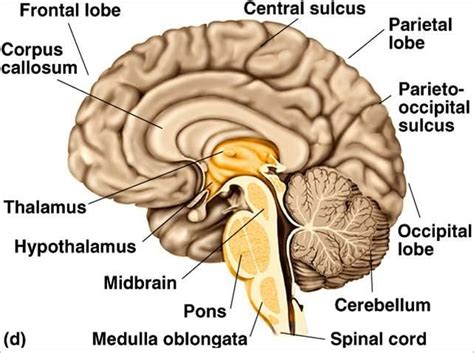 diagram of cerebral cortex, midbrain, and brainstem | Brain models ...