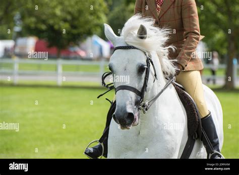 Woman Riding Pony High Resolution Stock Photography and Images - Alamy