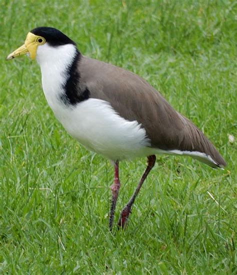 The Masked Lapwing AKA Masked Plover or Spur-winged Plover bird that is a strong defender of its ...