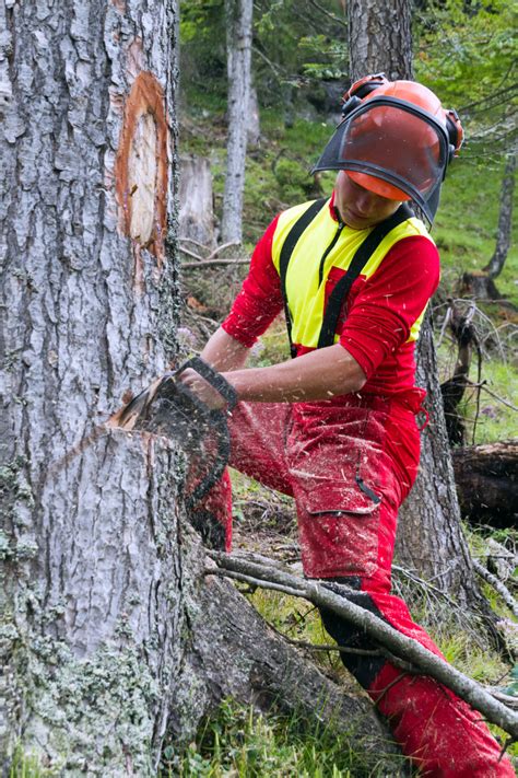 Arborist Services - Tree Time Atlanta Tree Service