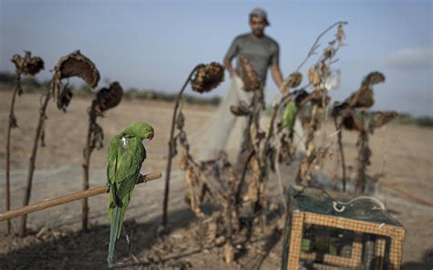 Coveted as pets inside Gaza, invasive birds lure trappers to tense ...