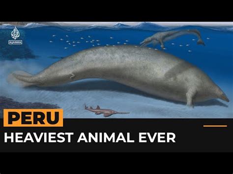 Ancient whale discovered in Peru may be heaviest animal ever | Al ...