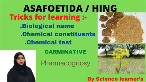 #pharmacognosy_of_Asafoetida | #Asafoetida_in_hindi | #Pharmacognosy | #hing_uses | #asafoetida ...