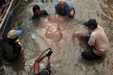 Giant Freshwater Stingray | River Monsters Wiki | FANDOM powered by Wikia