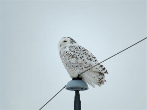 Snowy Owl Hunt 2015 - Bird Boy