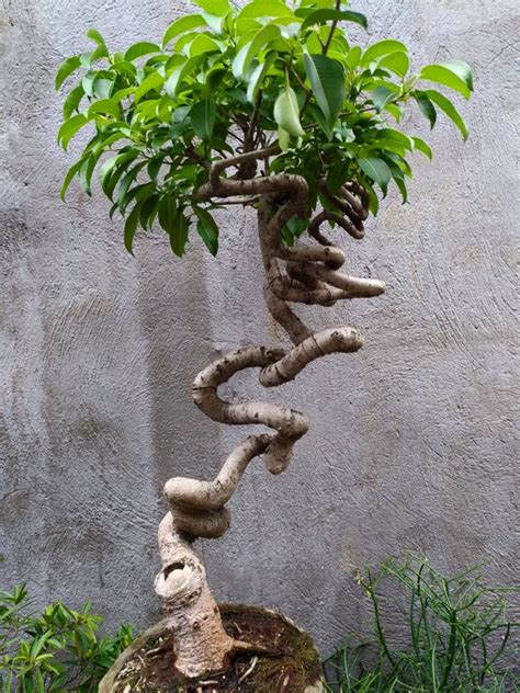 Balete Bonsai