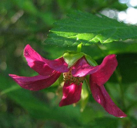 Salmonberry / salmon berry / Samonberry / False Salmonberry - Wild Flower Finder