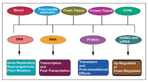 IJMS | Free Full-Text | Clinical Advances in Molecular Biomarkers for Cancer Diagnosis and Therapy