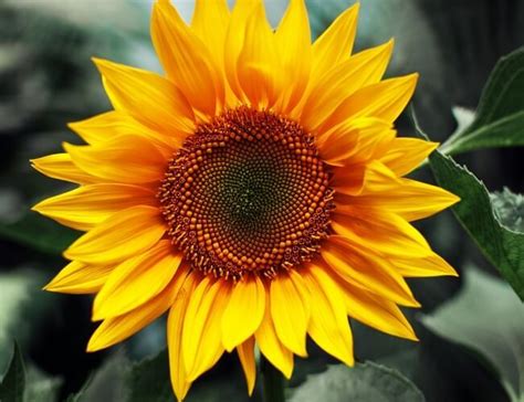 Sunflower (Helianthus): The National Flower of Ukraine | Sunflower ...