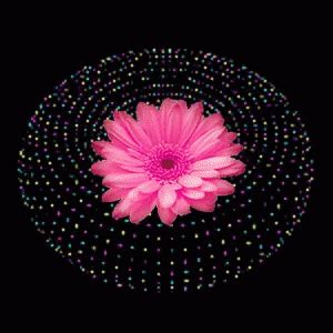 Pink Flower GIF - Pink Flower Animation - Discover & Share GIFs